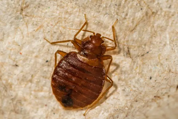 An image of a bed bug 