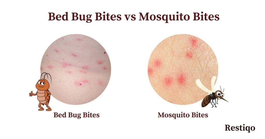 Identify bed bug bites: An image showing the difference between bed bug bites and mosquito bites