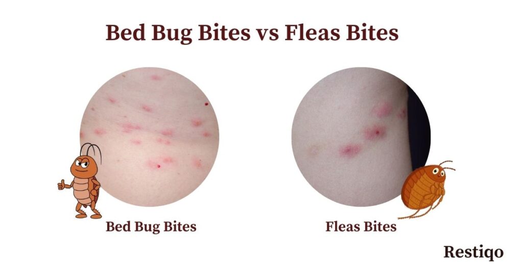 Identify bed bug bites: An image showing the difference between bed bug bites and flea bites