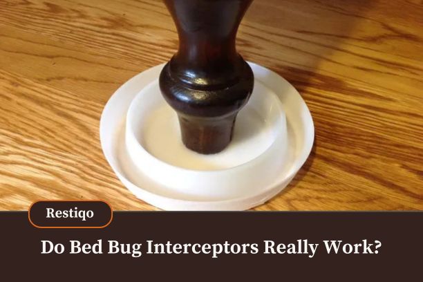 A blog image showing beg bug interceptors