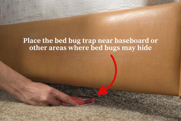 AN image showing how to place Ortho bed bug traps safely to detect and monitor bed bug activity