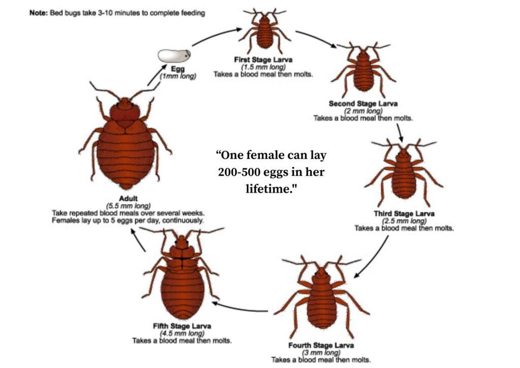 An infographic showing  the bed bug lifecycle from egg to adult