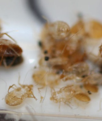 An image of bed bug shed skin