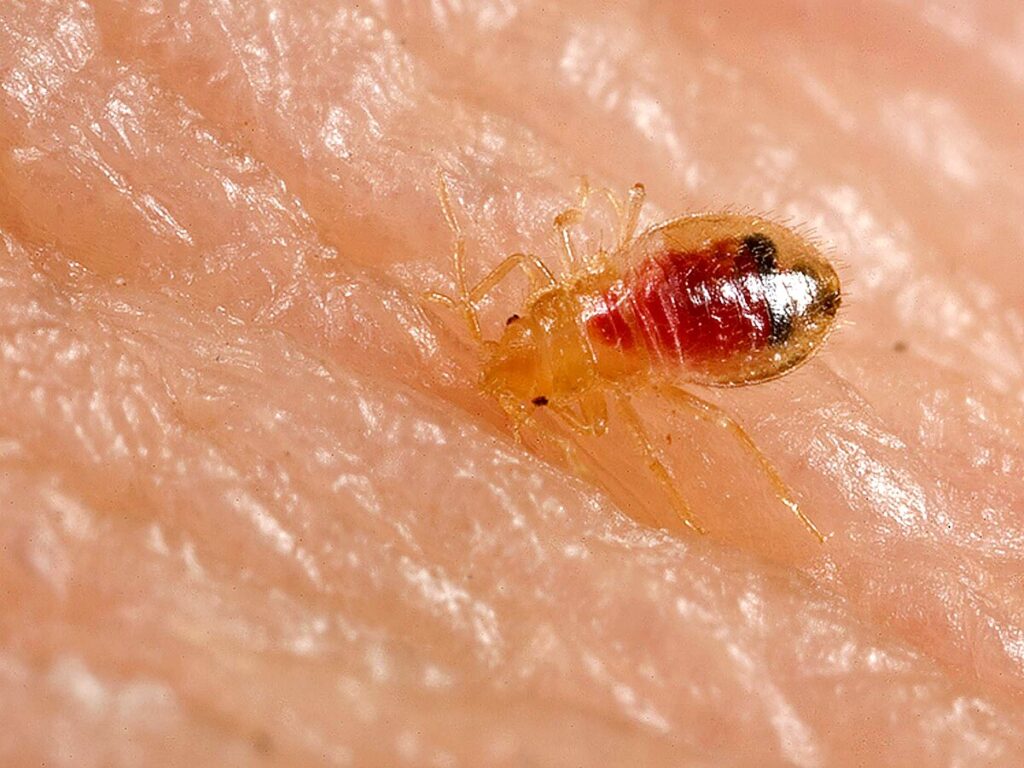 An image of a bed bug nymph
