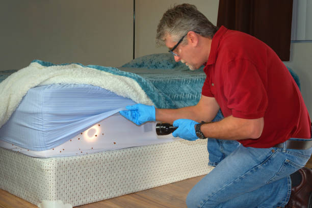 Image of an exterminator examining a mattress for bed bugs