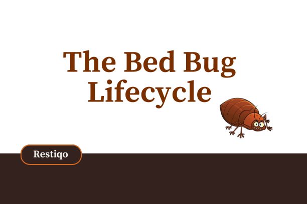 A feature image of the bed bug lifecycle