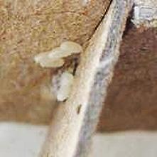 An image of bed bug eggs on a cardboard