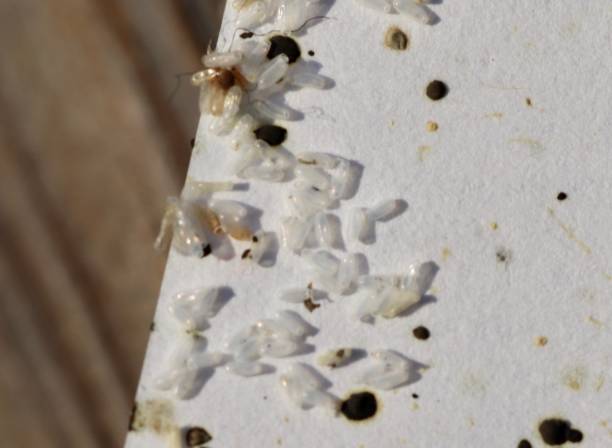 An image showing a cluster of bed bug eggs
