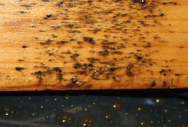 An image of bed bug fecal spots