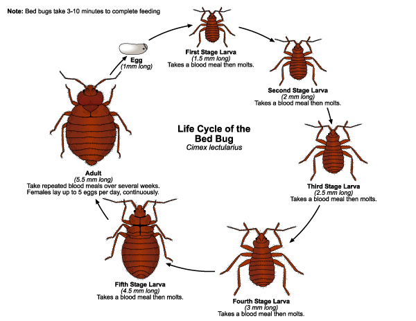An image showing the lifecycle of a bed bug