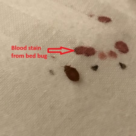 An image showing blood stains from bed bugs