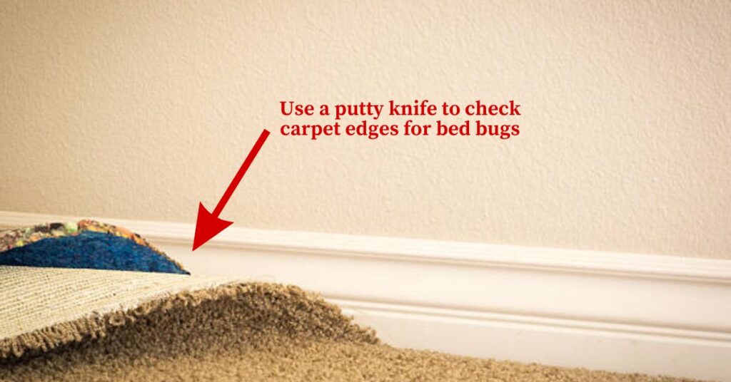 An image showing how to check carpet edges for bed bugs