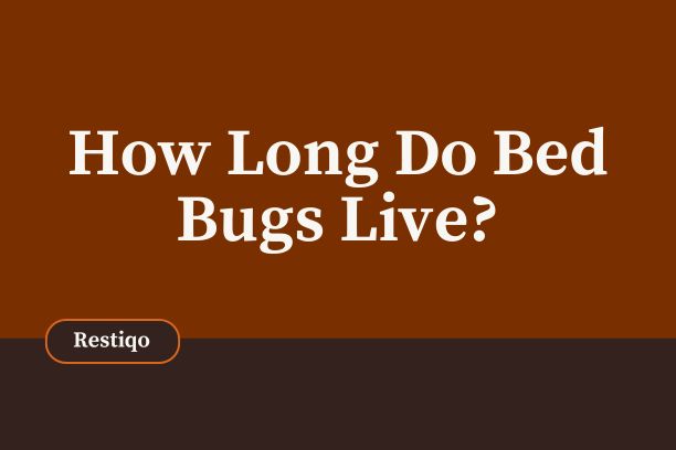 A blog image of how long do bed bugs live