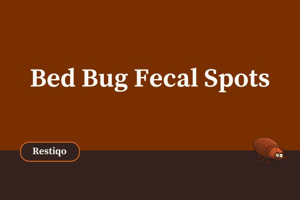 Bed bug fecal spots