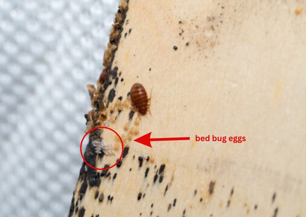 An image of a bed bug egg