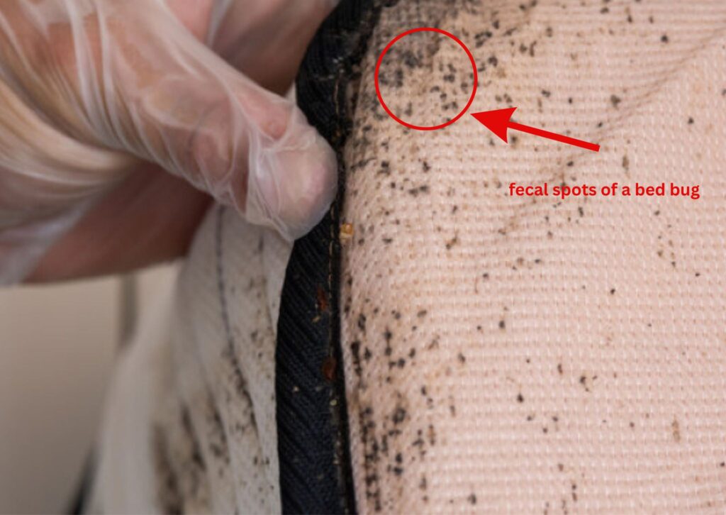 bed-bug-fecal-spots-how-to-identify-test-confirm-bed-bug-droppings